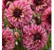 Dahlia - Senior´s Hope