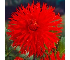 Dahlia Cactus - Apache