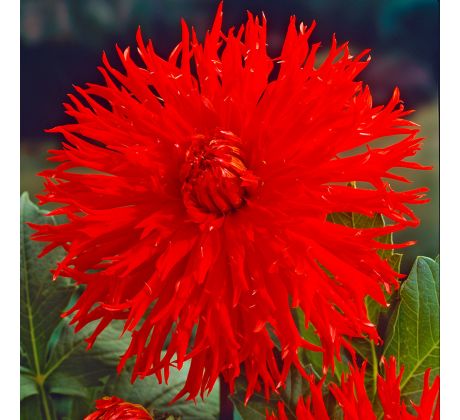 Dahlia Cactus - Apache