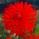 Dahlia Cactus - Apache