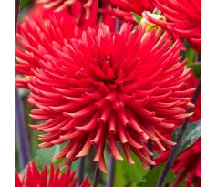 Dahlia Cactus - Berger´s Record