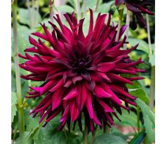 Dahlia Cactus - Chat Noir