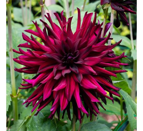 Dahlia Cactus - Chat Noir