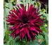 Dahlia Cactus - Chat Noir