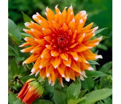 Dahlia Cactus - Colour Spectacle