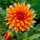 Dahlia Cactus - Colour Spectacle
