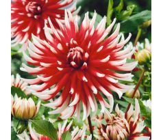 Dahlia Cactus - Friquolet