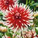 Dahlia Cactus - Friquolet