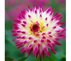 Dahlia Cactus - Hayley Jane