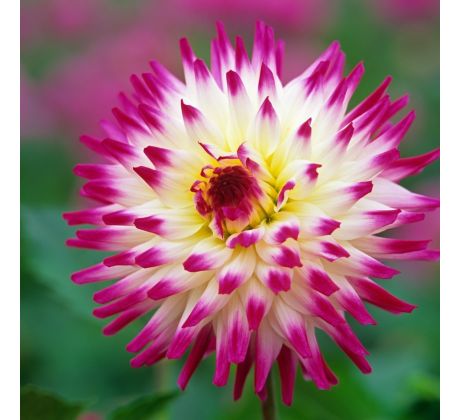 Dahlia Cactus - Hayley Jane