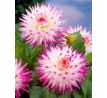 Dahlia Cactus - Hayley Jane