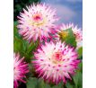 Dahlia Cactus - Hayley Jane