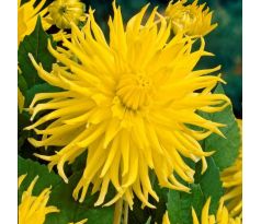 Dahlia Cactus - Kennemerland