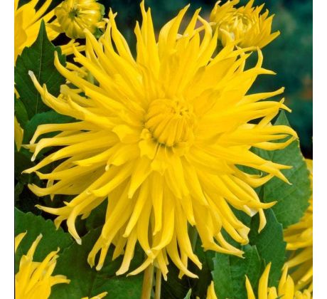 Dahlia Cactus - Kennemerland