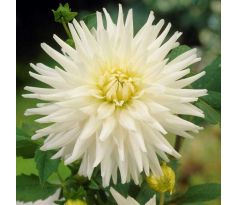 Dahlia Cactus - My Love