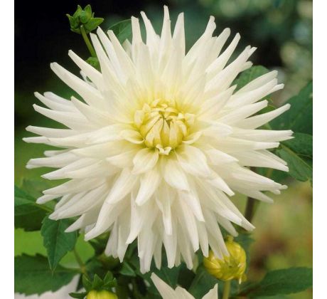 Dahlia Cactus - My Love