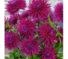 Dahlia Cactus - Purple Gem