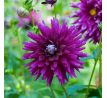 Dahlia Cactus - Purple Gem