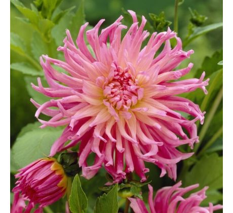 Dahlia Cactus - Star Favourite