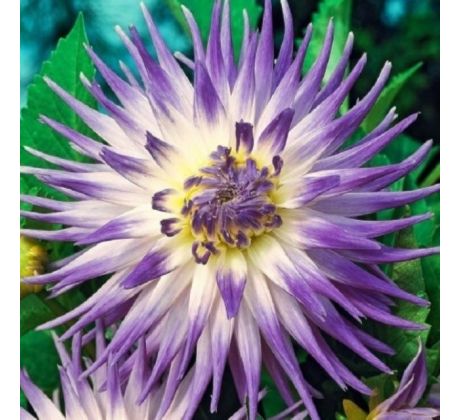 Dahlia Cactus - Veritable