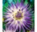 Dahlia Cactus - Veritable