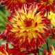 Dahlia Cactus - Vuurvogel