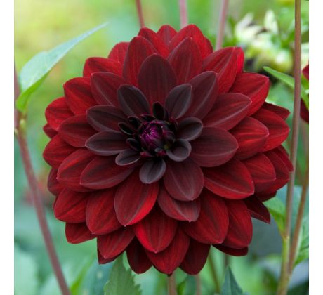 Dahlia Decorative - Arabien Night