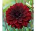 Dahlia Decorative - Arabien Night