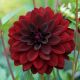 Dahlia Decorative - Arabien Night