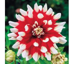 Dahlia Decorative - Duet