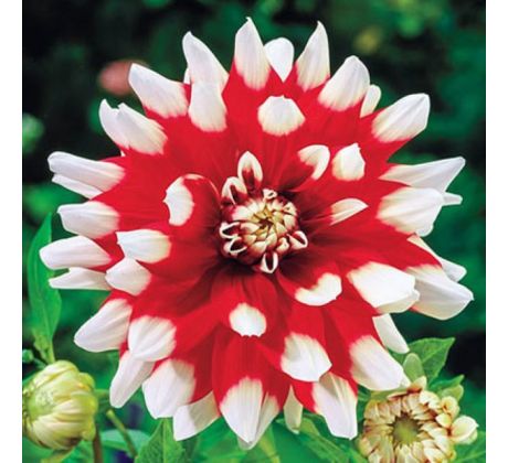 Dahlia Decorative - Duet