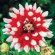 Dahlia Decorative - Duet