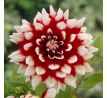 Dahlia Decorative - Duet