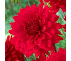 Dahlia Decorative - Garden Wonder