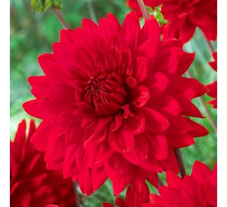 Dahlia Decorative - Garden Wonder