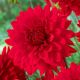 Dahlia Decorative - Garden Wonder