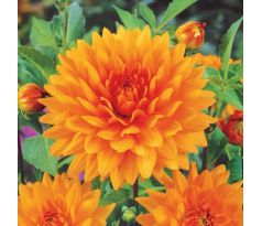 Dahlia Decorative - Glorie van Noordwijk