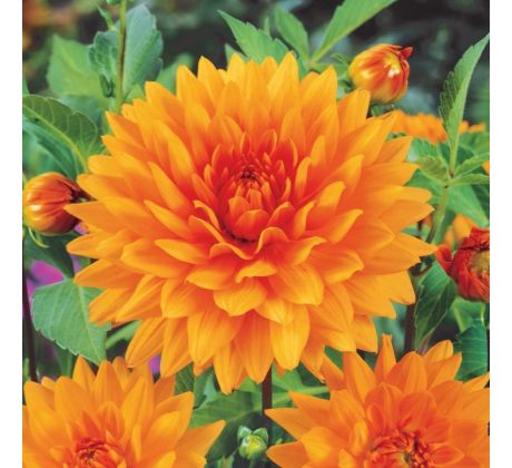 Dahlia Decorative - Glorie van Noordwijk