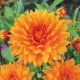 Dahlia Decorative - Glorie van Noordwijk