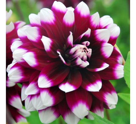 Dahlia Decorative - Mystery Day