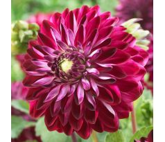 Dahlia Decorative - Osirium