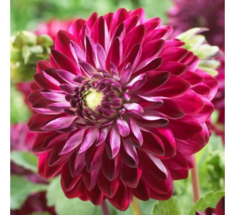 Dahlia Decorative - Osirium