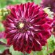 Dahlia Decorative - Osirium