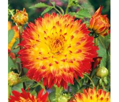 Dahlia Decorative - Procyon