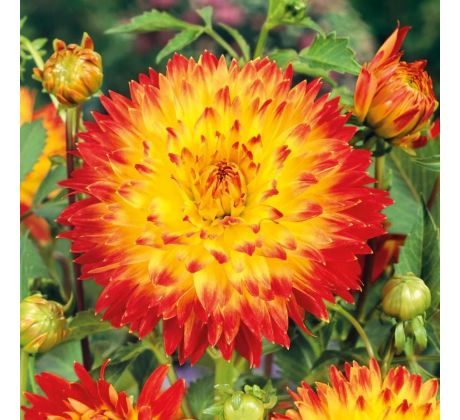 Dahlia Decorative - Procyon