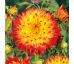 Dahlia Decorative - Procyon