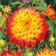 Dahlia Decorative - Procyon