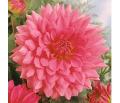 Dahlia Decorative - Rosella