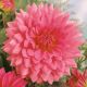 Dahlia Decorative - Rosella