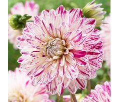 Dahlia Decorative - Smokey